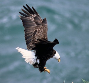 Sea Eagle Card Image